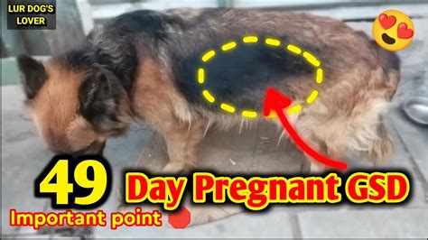 german pregnant porn|german pregnant Search